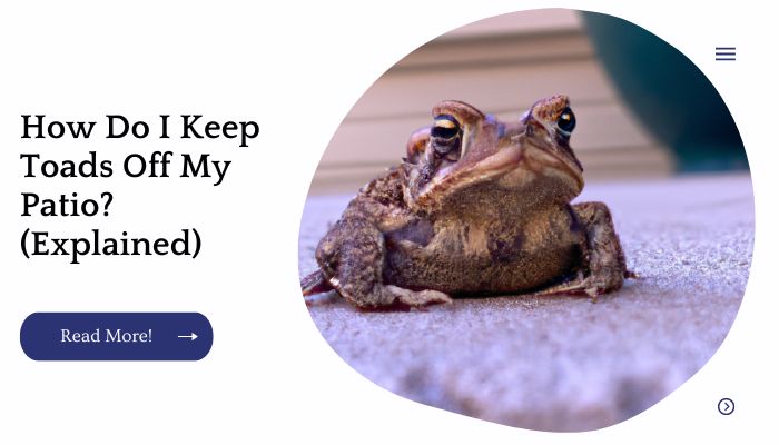 How Do I Keep Toads Off My Patio? (Explained)