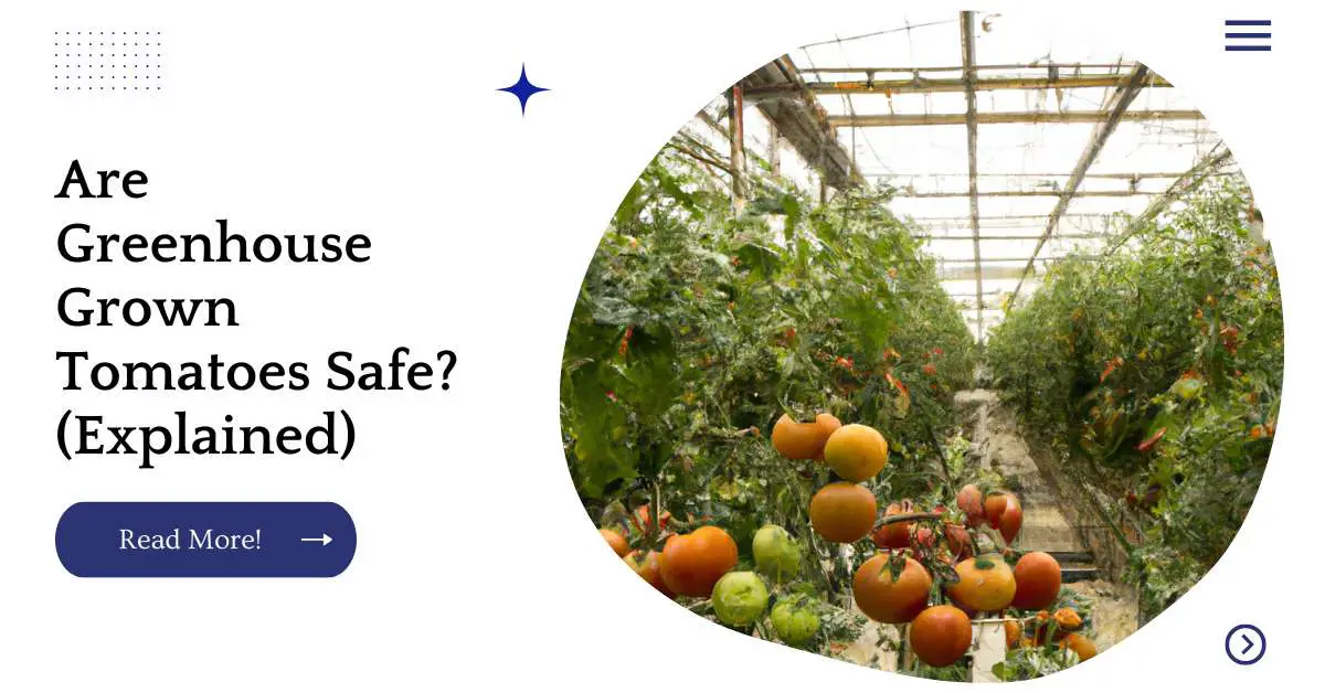 Are Greenhouse Grown Tomatoes Safe? (Explained)
