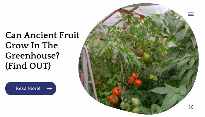 Can Ancient Fruit Grow In The Greenhouse? (Find OUT)
