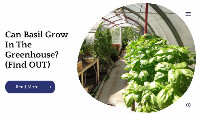 Can Basil Grow In The Greenhouse? (Find OUT)
